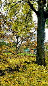 Gartenarbeit Im November Eine To Do Liste Wildes Gartenherz