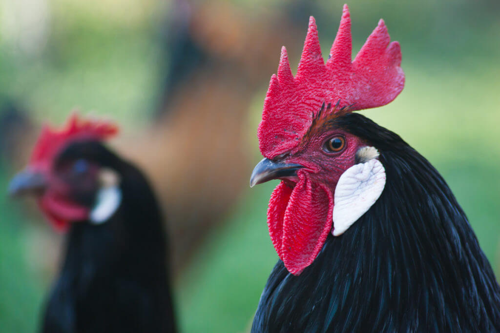 Huhn Hühner Vorwerkhuhn Henne