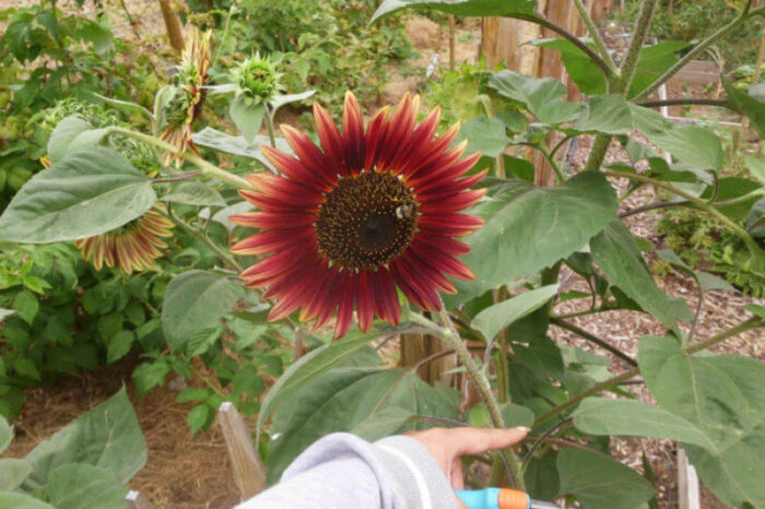 garten schrebergarten selbstversorger gemüsegarten gemüsebeet beet
