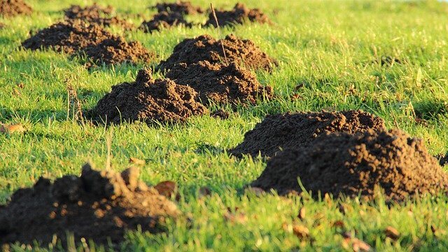 Boden verbessern Maulwurf