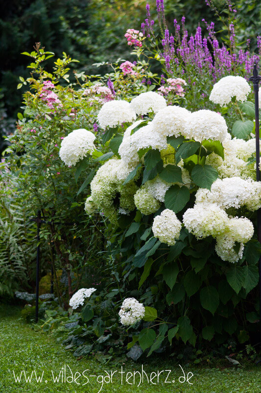 Hortensie Annabelle Offene Gärten