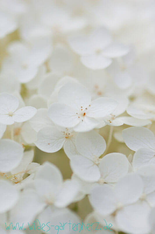 Hortensie Annabelle