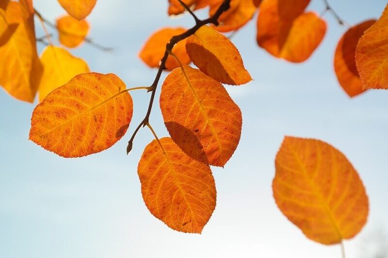 Herbstliche Felsenbirne