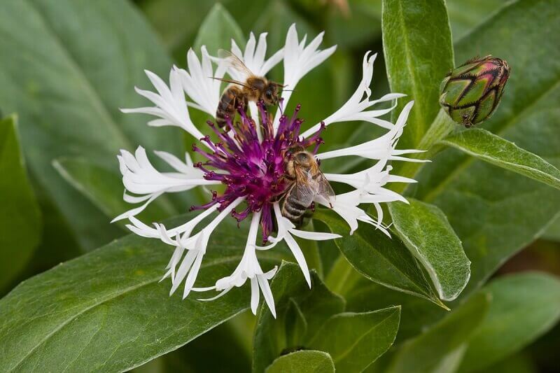 flockenblume