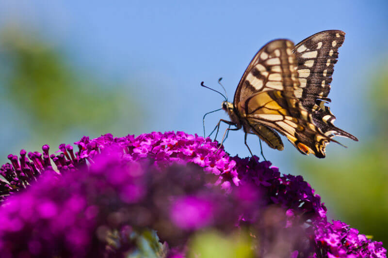 Schmetterling pflegeleichter Vorgarten Schmetterlingsstrauch