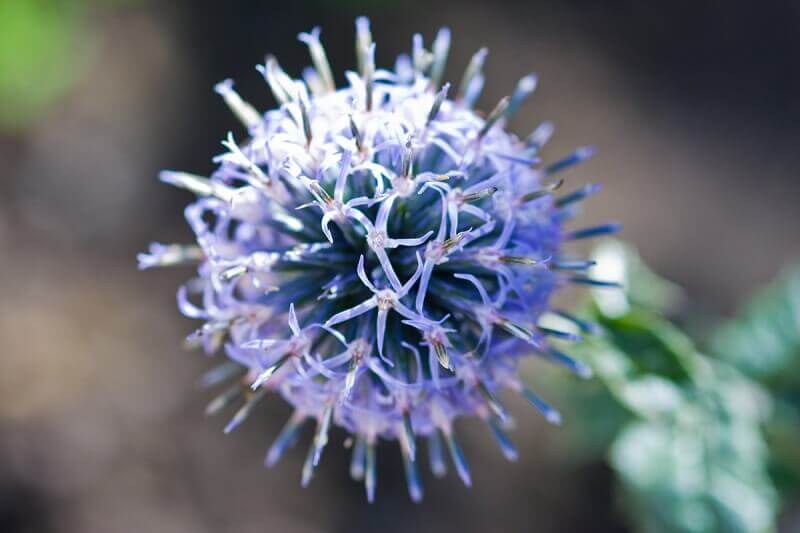 Kugeldistel