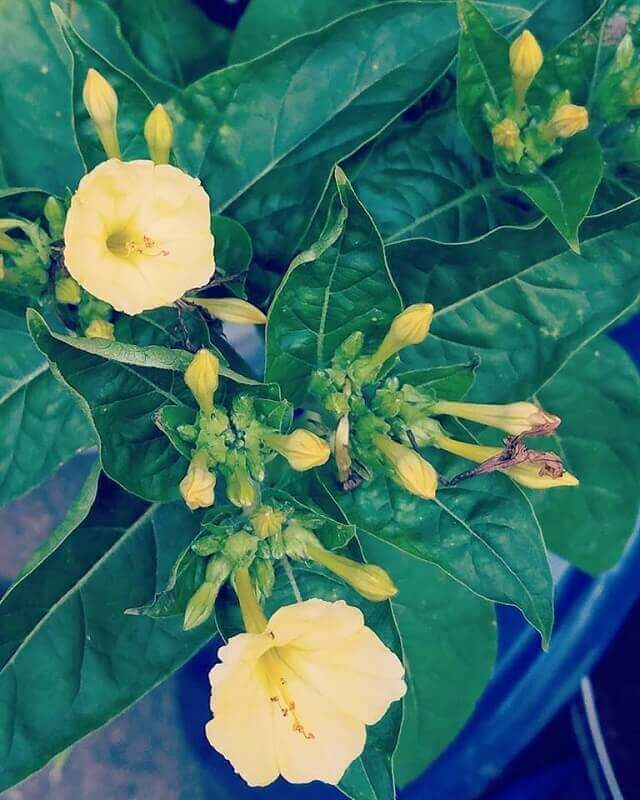 wunderblume