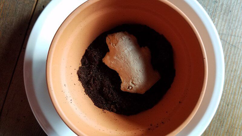 Ingwer Regrow your Veggies