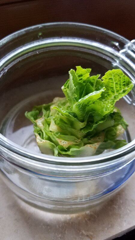 Regrow your Veggies