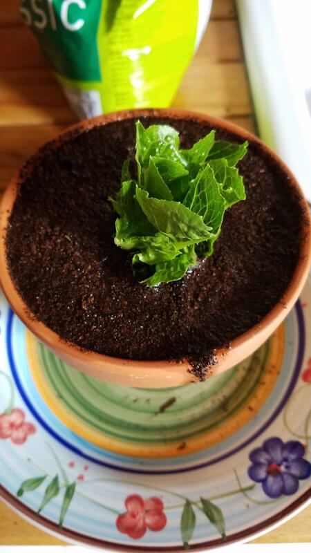 Regrow your Veggies