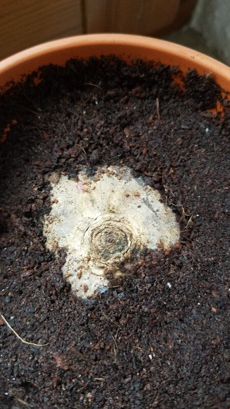 Regrow your Veggies