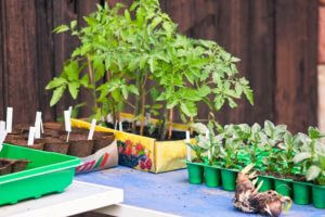 Mein Gemüsegarten Wildes Gartenherz zeigt ihren Gemüsegarten