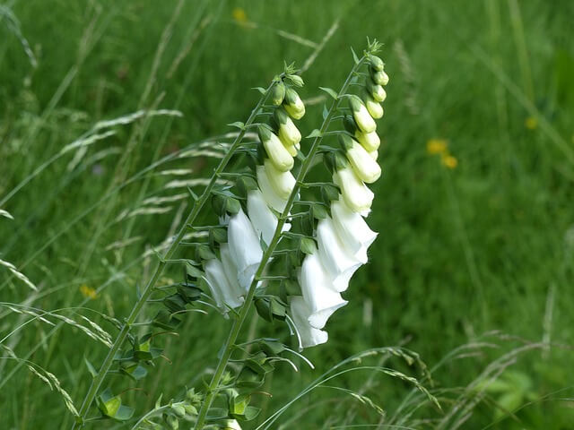 weißes Staudenbeet
