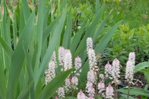 Onlinekurs Staudenbeet anlegen