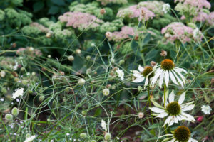 Onlinekurs Staudenbeet planen