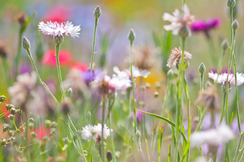 Wildblumenwiese