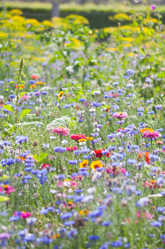 Wildblumenwiese