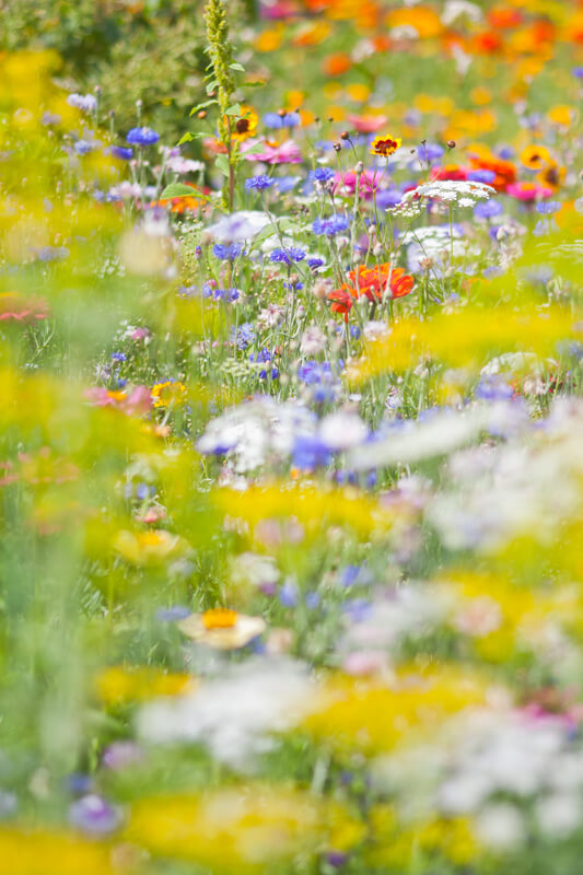 Wildblumenwiese