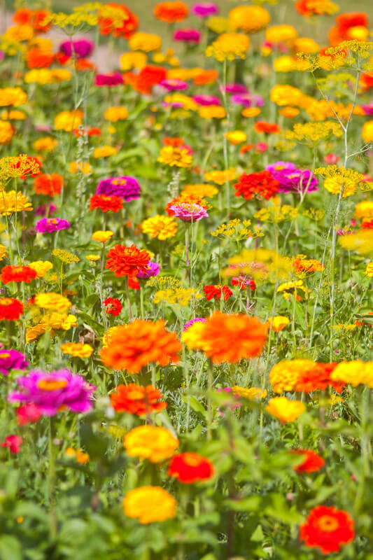 Wildblumenwiese