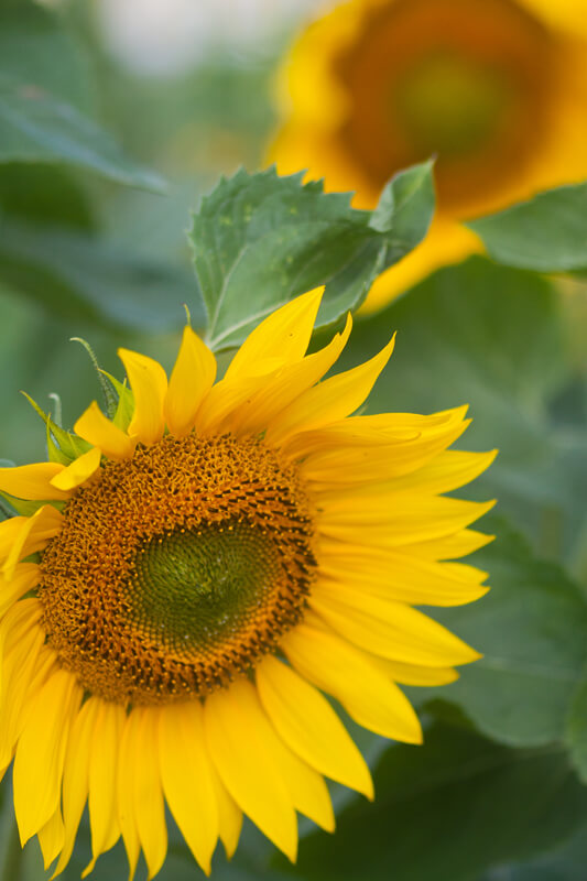 Sonnenblume