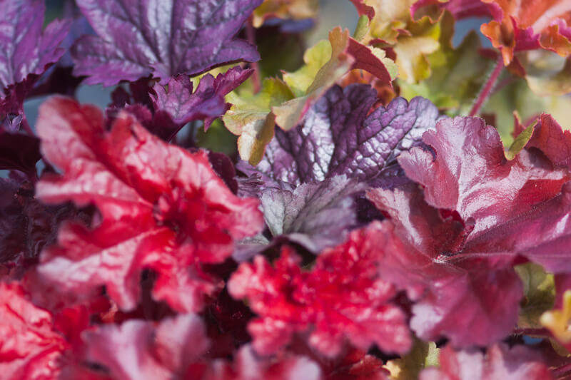 Heuchera schönsten Stauden