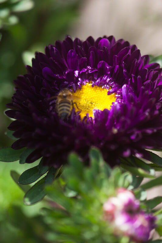 Sommer-Aster