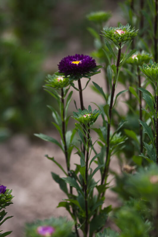 Sommer-Aster
