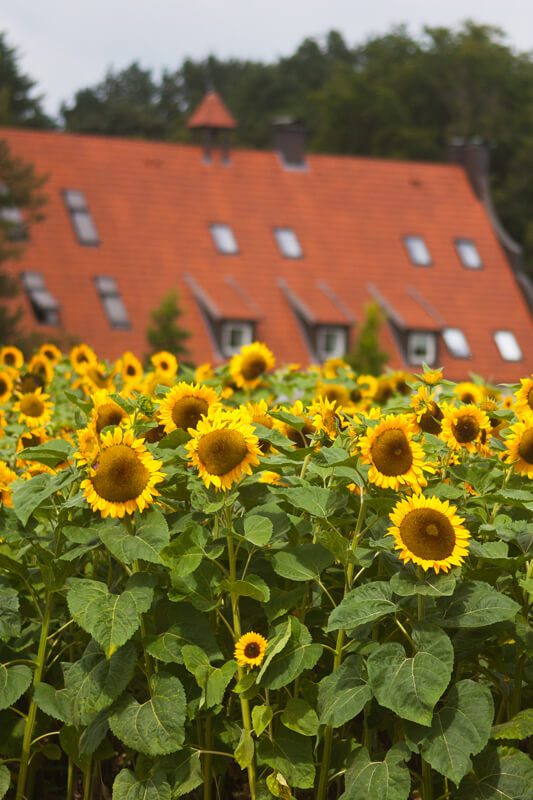 Sonnenblume