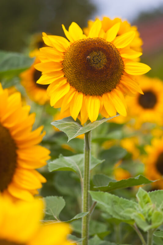 Sonnenblume