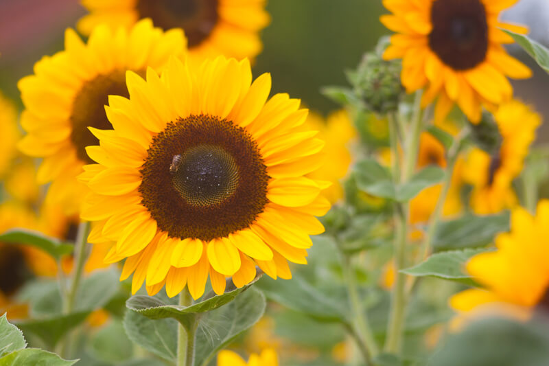 Sonnenblume