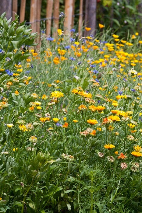 Ringelblumen