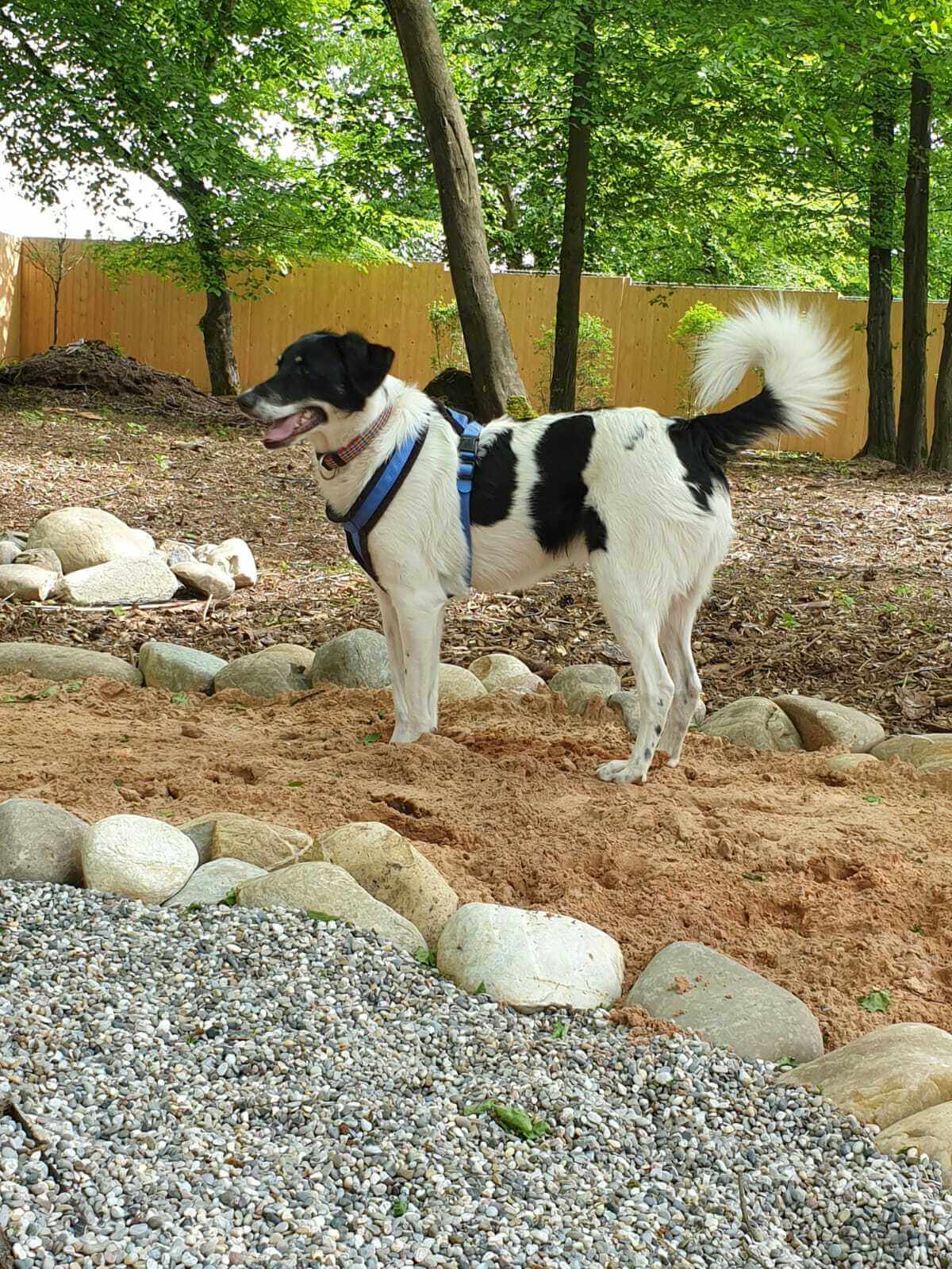 Ein Garten für Hunde Schnüffelgarten Wildes Gartenherz