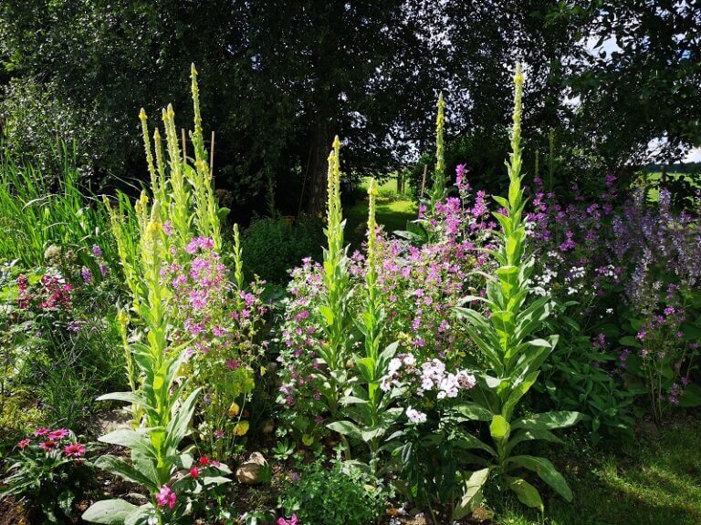 Ein tierfreundlicher Garten Tipps zum Gestalten Wildes