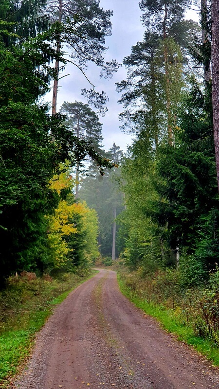 Pilze sammeln