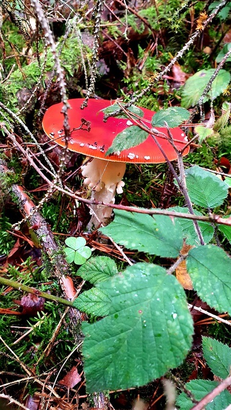 Pilze sammeln