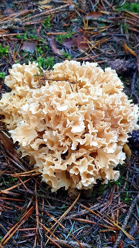 Pilze sammeln