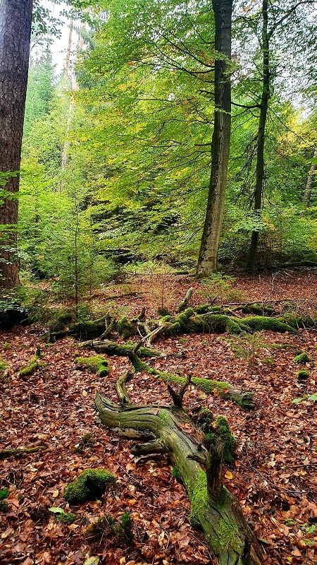 Pilze sammeln