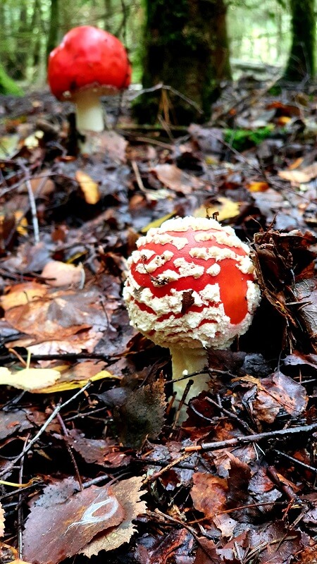 Pilze sammeln