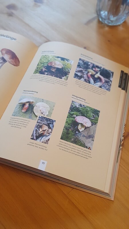 Pilze sammeln