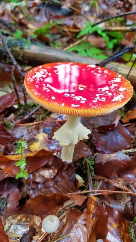 Fliegenpilz
