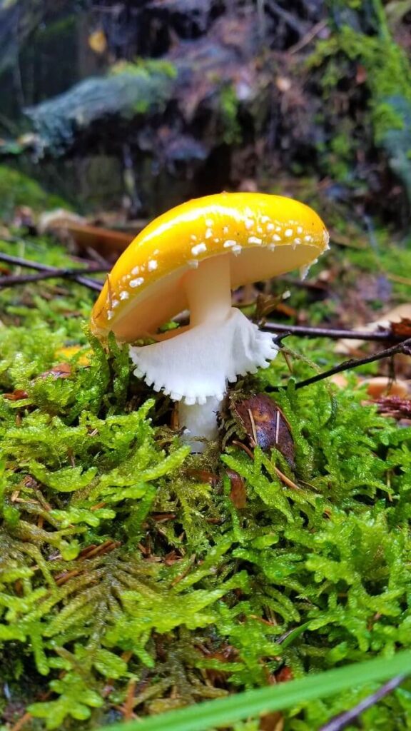 Fliegenpilz
