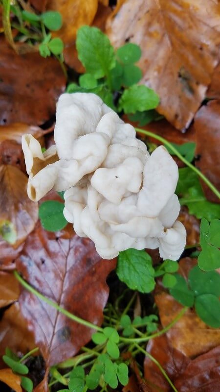 Pilze sammeln im Wald