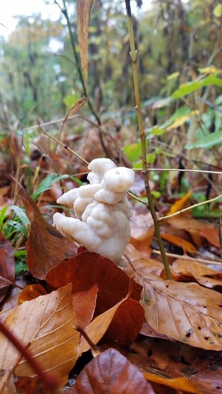 Pilze sammeln im Wald