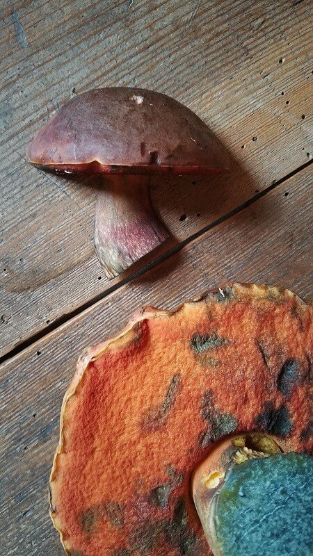 Pilze sammeln