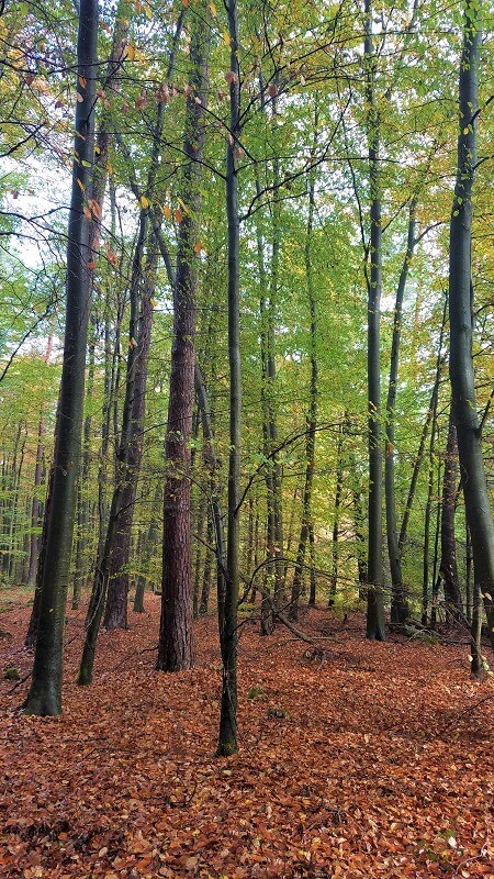Pilze sammeln im Wald