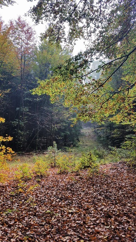 Pilze sammeln im Wald