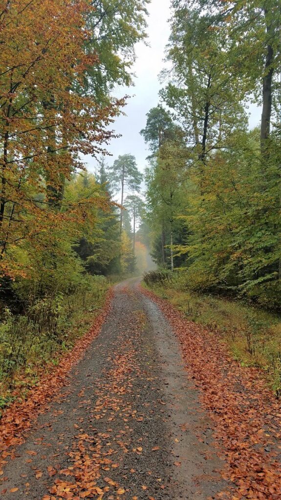 Pilze sammeln im Wald