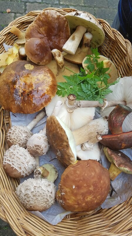 Pilze sammeln