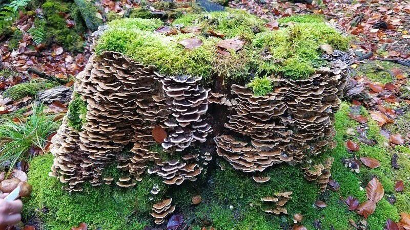 Schmetterlings-Tramete Pilze sammeln im Wald