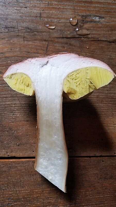 Pilze sammeln